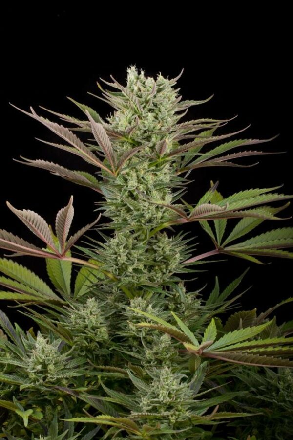 Deep Cheese Feminised Seeds - Image 4