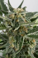 Critical + 2.0 Auto Feminised Seeds