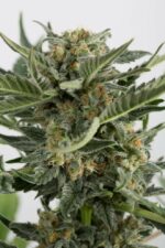 Critical + 2.0 Auto Feminised Seeds - Image 4