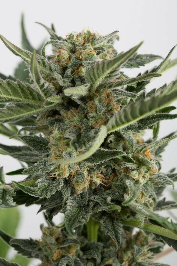 Critical + 2.0 Auto Feminised Seeds - Image 4
