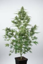 Critical + 2.0 Auto Feminised Seeds - Image 2