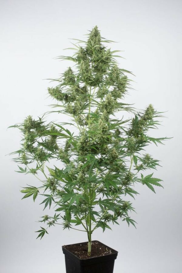 Critical + 2.0 Auto Feminised Seeds - Image 2