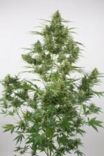 Critical + 2.0 Auto Feminised Seeds - Image 3