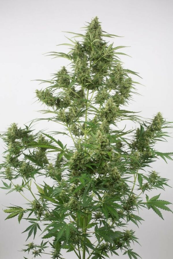 Critical + 2.0 Auto Feminised Seeds - Image 3