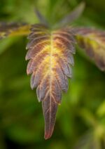 Blue Cheese Feminised Seeds - Image 2