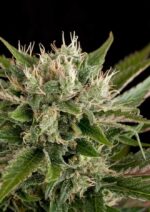 Blue Cheese Feminised Seeds - Image 3