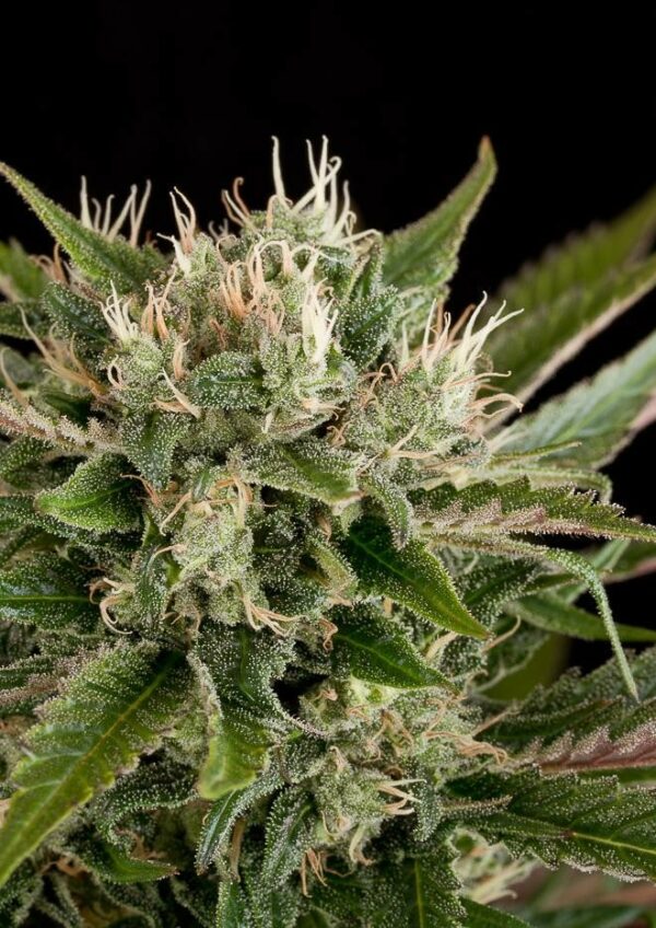 Blue Cheese Feminised Seeds - Image 3