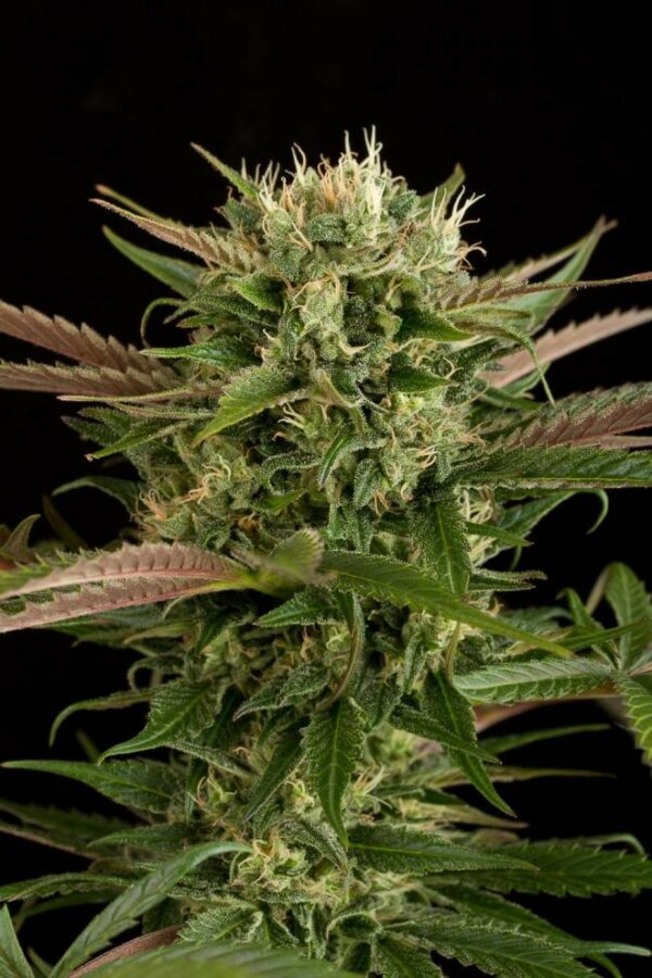 Blue Cheese Feminised Seeds - Image 4