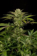 Blue Cheese Feminised Seeds - Image 5