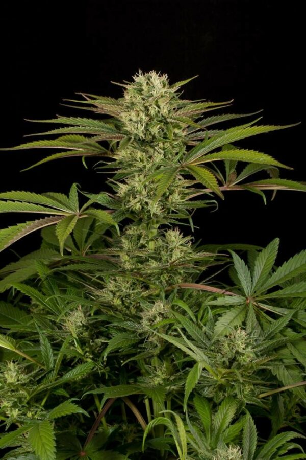 Blue Cheese Feminised Seeds - Image 5