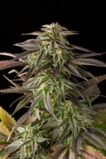 Blue Cheese Feminised Seeds - Image 6