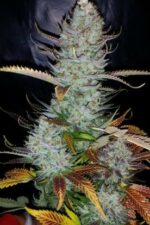 Dinachem Feminised Seeds