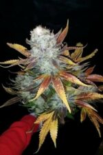 Dinachem Feminised Seeds - Image 5
