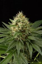 Dinachem Feminised Seeds - Image 2