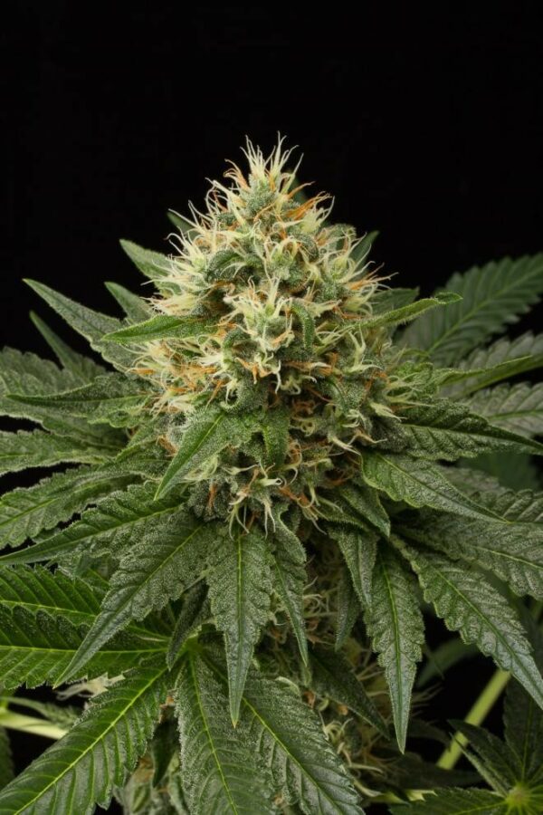 Dinachem Feminised Seeds - Image 2