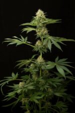 Dinachem Feminised Seeds - Image 3
