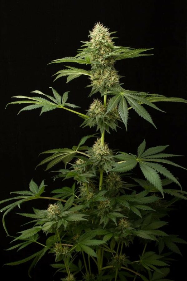 Dinachem Feminised Seeds - Image 3