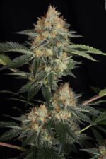 Dinachem Feminised Seeds - Image 4