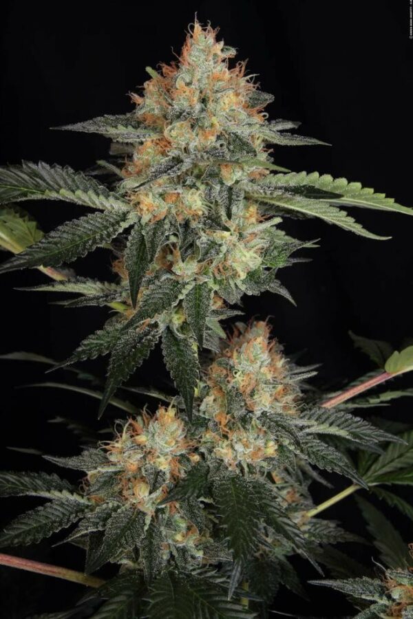 Dinachem Feminised Seeds - Image 4