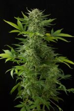 Moby Dick Auto Feminised Seeds - Image 2
