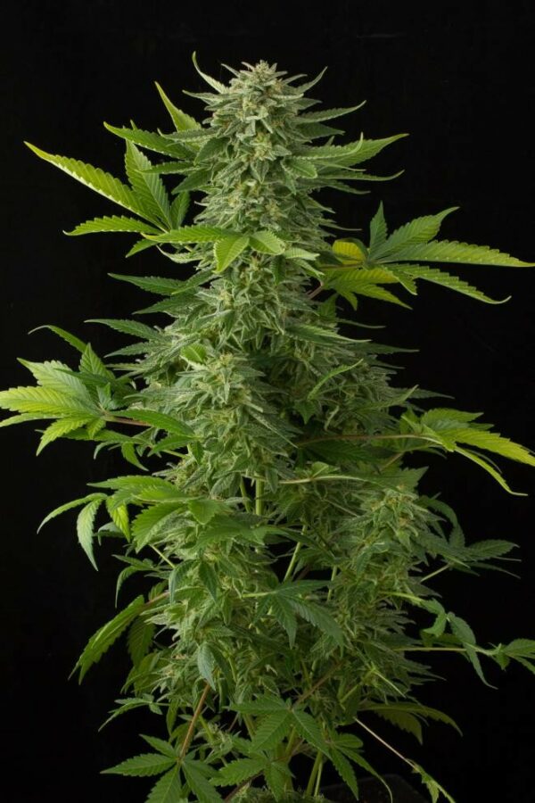 Moby Dick Auto Feminised Seeds - Image 2