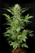 Moby Dick Auto Feminised Seeds - Image 3