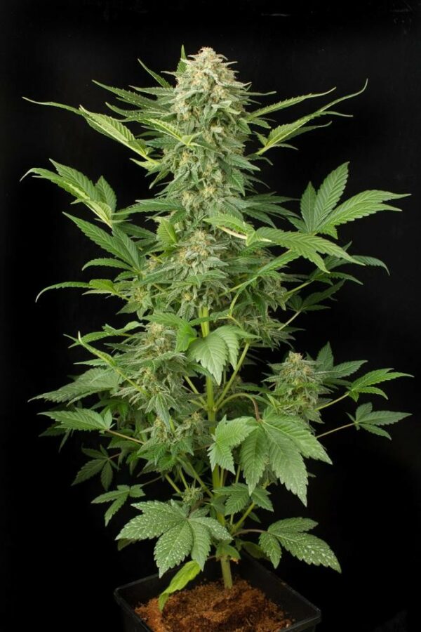 Moby Dick Auto Feminised Seeds - Image 3