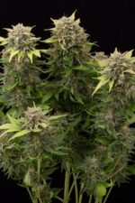 Moby Dick Auto Feminised Seeds
