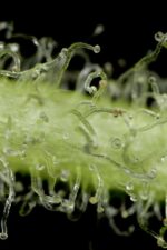 White Widow Auto Feminised Seeds - Image 3