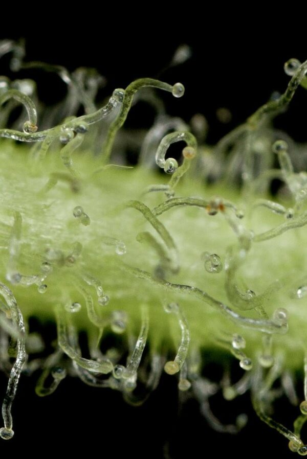 White Widow Auto Feminised Seeds - Image 3