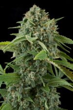 White Widow Auto Feminised Seeds