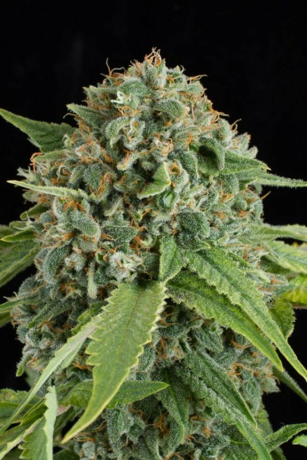White Widow Auto Feminised Seeds - Image 2