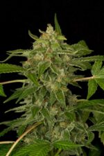 White Cheese Auto Feminised Seeds - Image 2