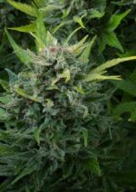 White Cheese Auto Feminised Seeds - Image 3