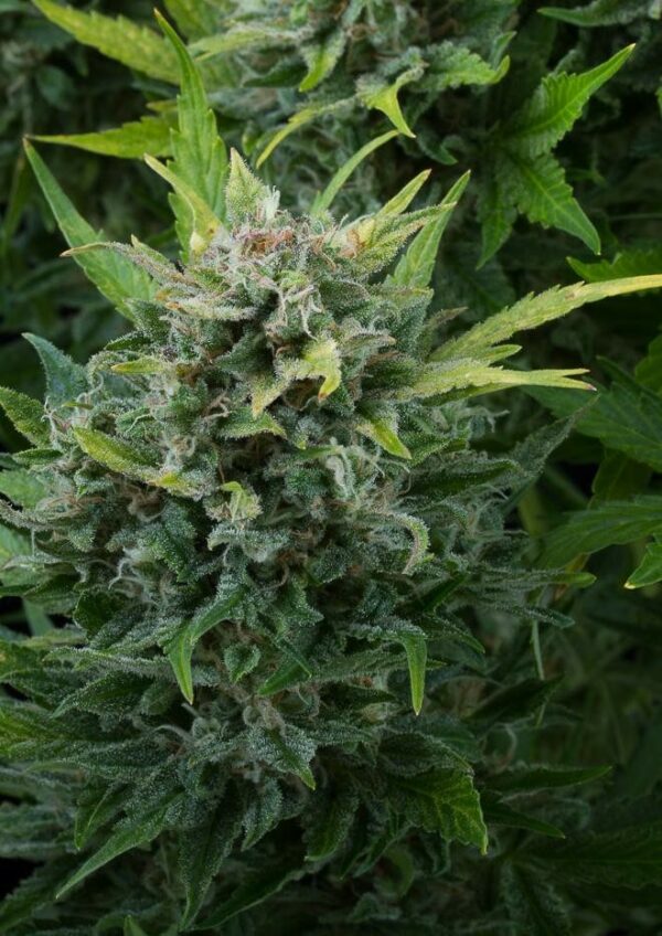 White Cheese Auto Feminised Seeds - Image 3