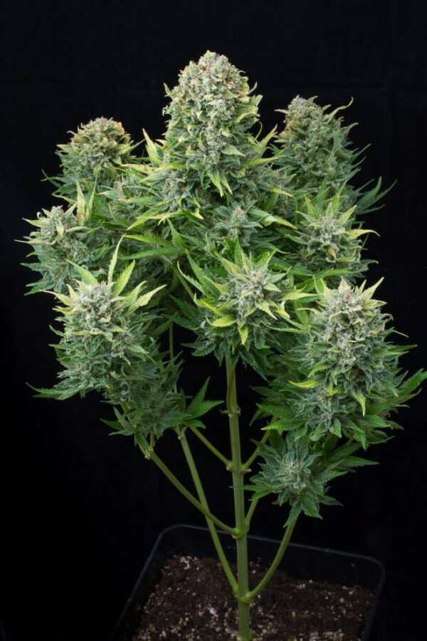 White Cheese Auto Feminised Seeds - Image 4