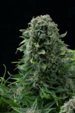White Cheese Auto Feminised Seeds - Image 5