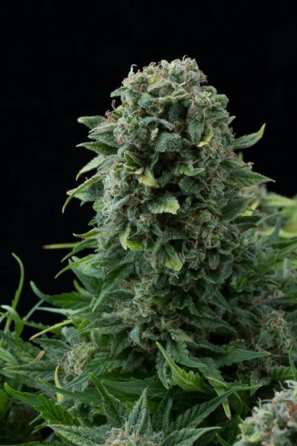 White Cheese Auto Feminised Seeds - Image 5