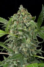 White Cheese Auto Feminised Seeds