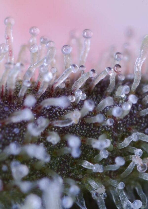 Original Amnesia Auto Feminised Seeds - Image 2