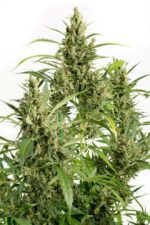 Original Amnesia Auto Feminised Seeds