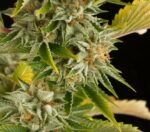 OG Kush Feminised Seeds - Image 2