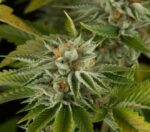 OG Kush Feminised Seeds - Image 4