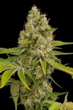 OG Kush Feminised Seeds
