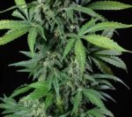 Haze 2.0 Auto Feminised Seeds