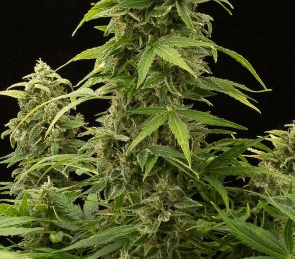 Haze 2.0 Auto Feminised Seeds - Image 2