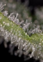 Haze 2.0 Auto Feminised Seeds - Image 4