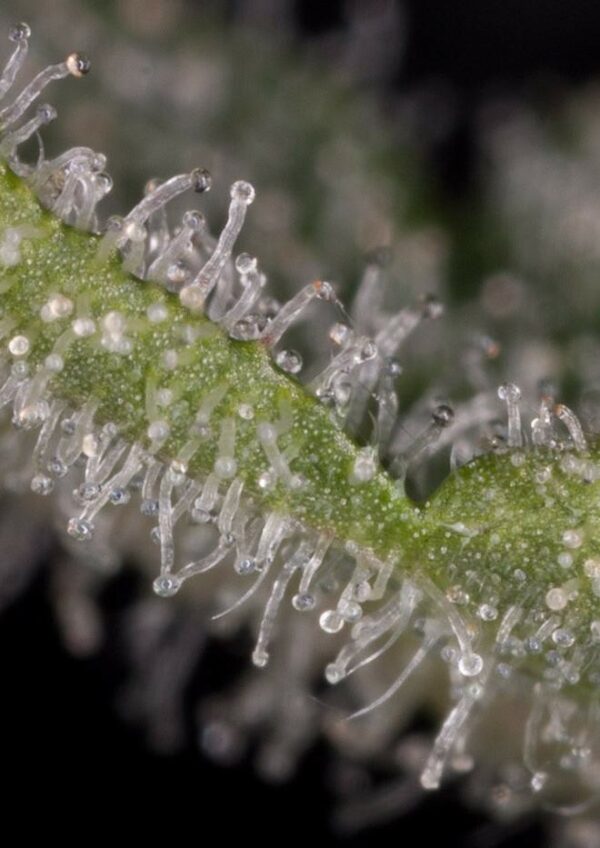 Haze 2.0 Auto Feminised Seeds - Image 4