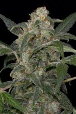 Haze 2.0 Auto Feminised Seeds - Image 3