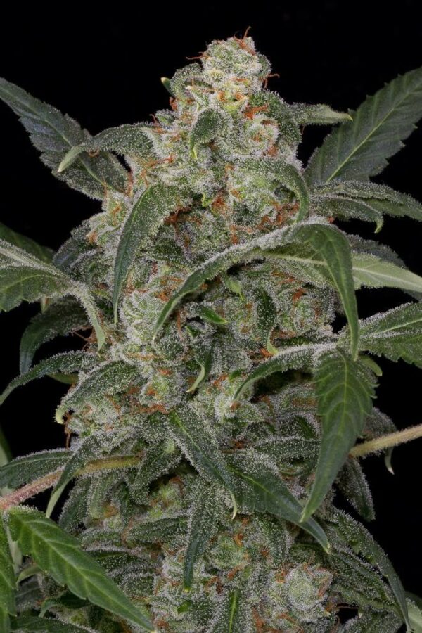 Haze 2.0 Auto Feminised Seeds - Image 3